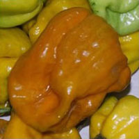 Mustard Habanero Pepper